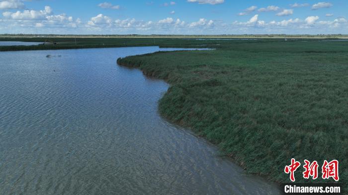 Birds rest at wetland in N China’s Inner Mongolia