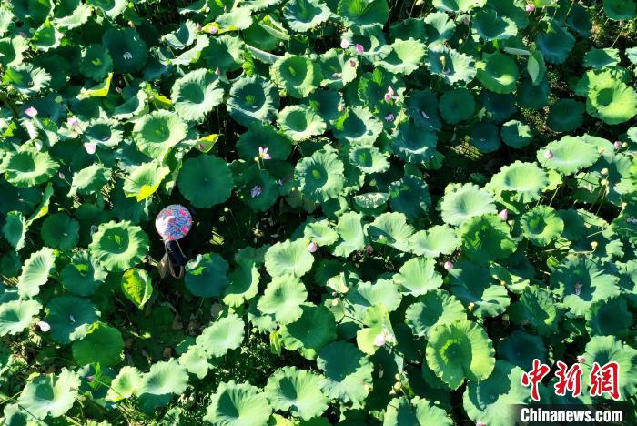 Jianning enters harvest of Lotus seeds in SE China’s Fujian Province