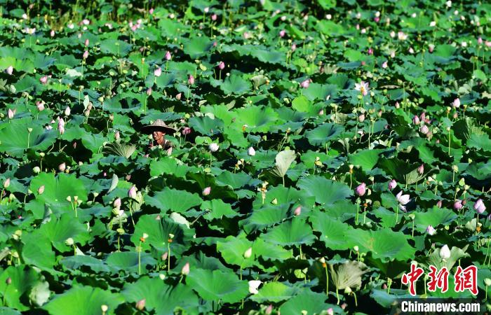 Jianning enters harvest of Lotus seeds in SE China’s Fujian Province