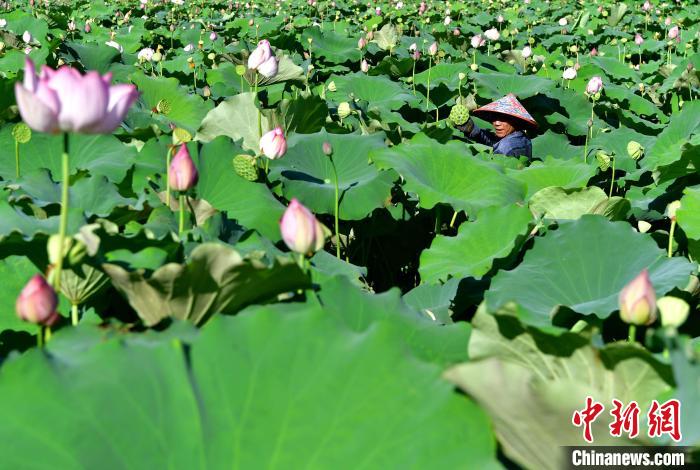 Jianning enters harvest of Lotus seeds in SE China’s Fujian Province