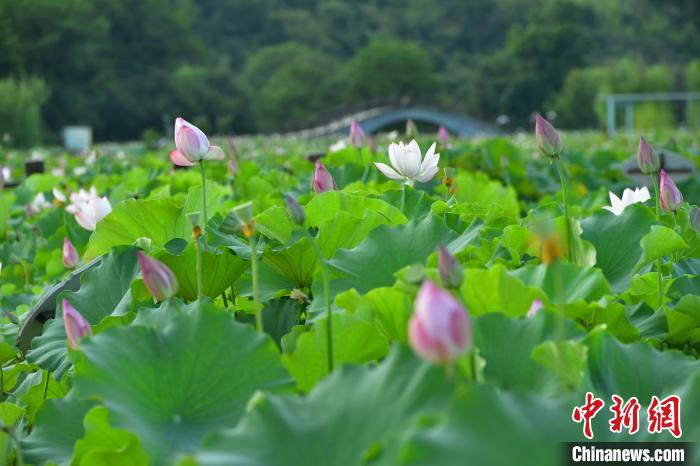 Jianning enters harvest of Lotus seeds in SE China’s Fujian Province