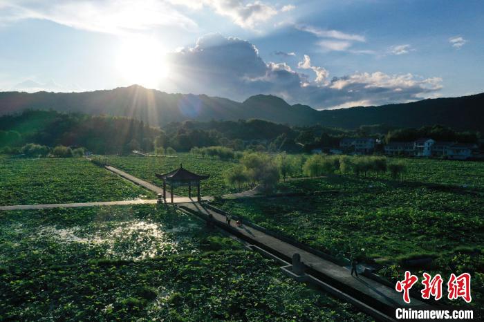 Jianning enters harvest of Lotus seeds in SE China’s Fujian Province