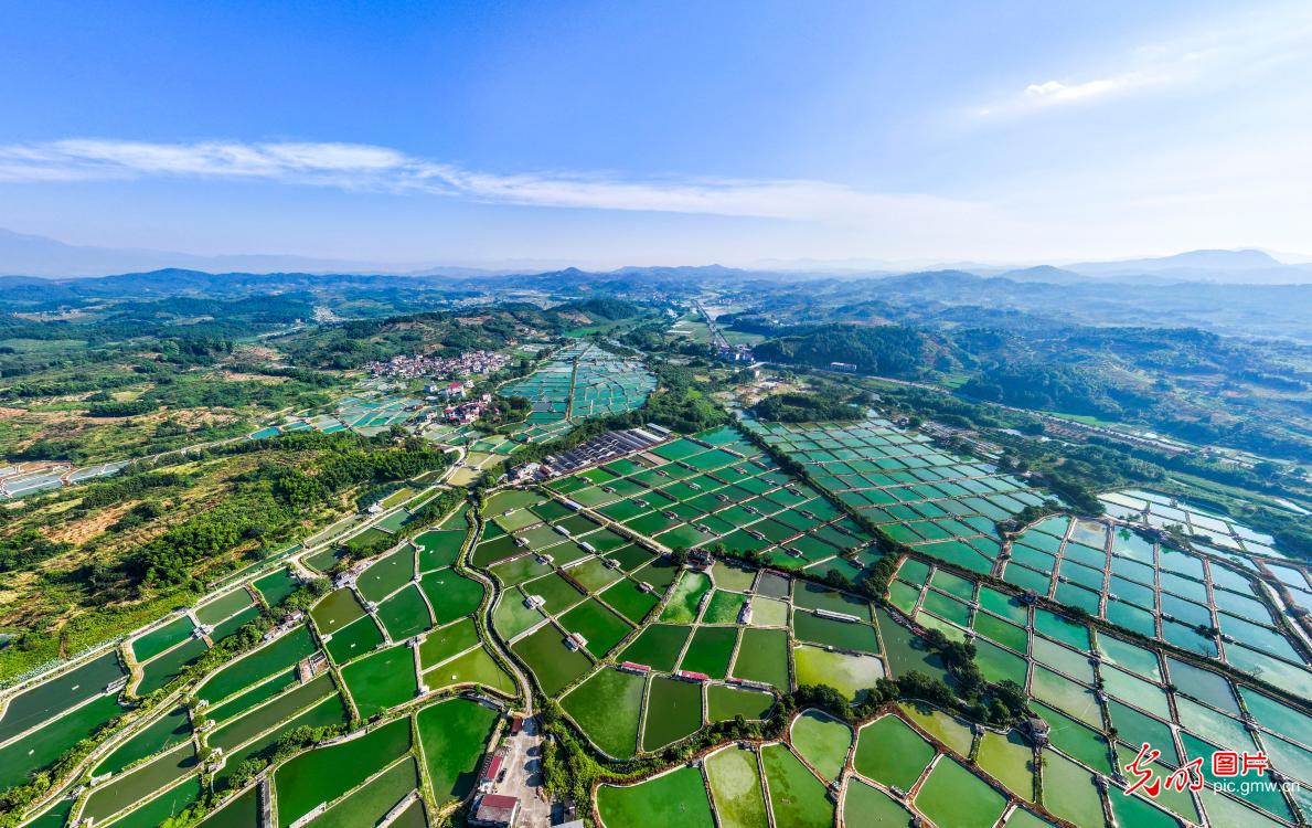 Ecological breeding boosts rural revitalization in E China’s Jiangxi