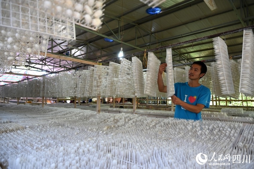 Silkworm industry boosts rural revitalization in SW China’s Sichuan