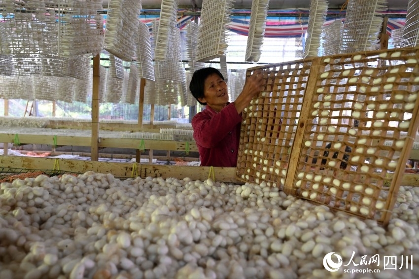 Silkworm industry boosts rural revitalization in SW China’s Sichuan