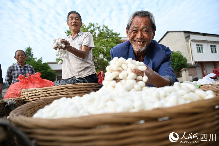 Silkworm industry boosts rural revitalization in SW China’s Sichuan