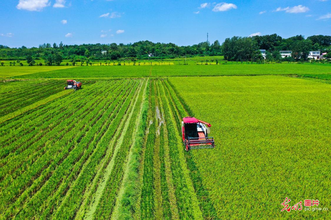 First crop of ratoon rice harvested in Hefan Village, central China's Henan