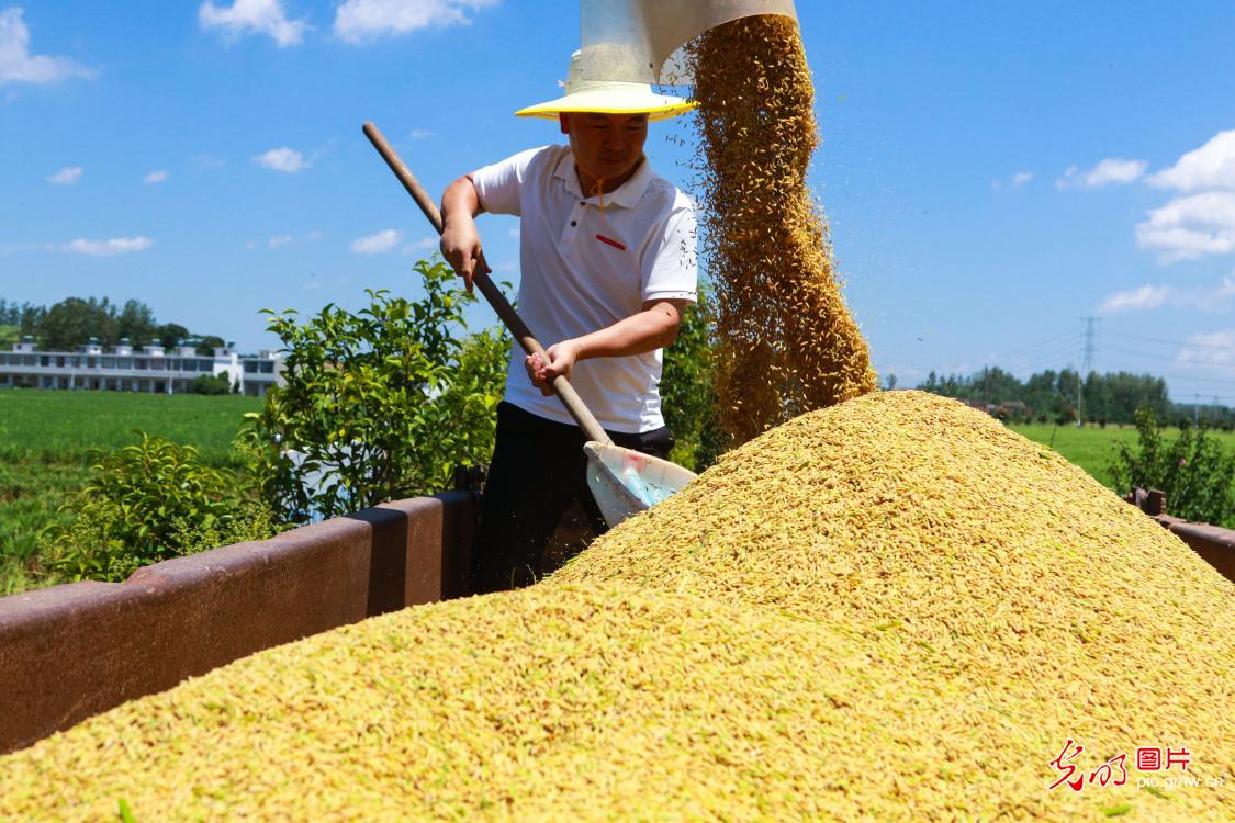 First crop of ratoon rice harvested in Hefan Village, central China's Henan