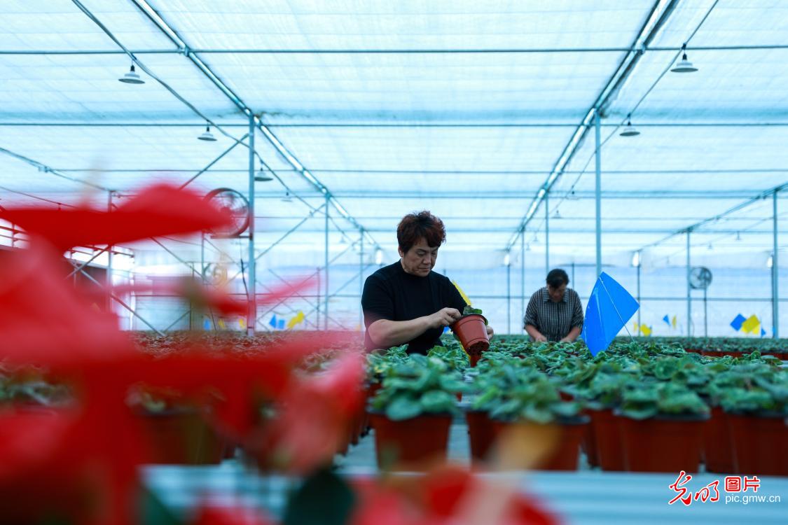 Farmers tending to flowers in E China's Shandong