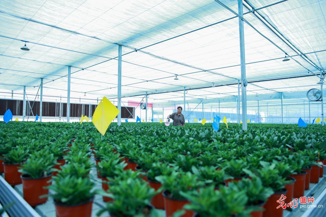 Farmers tending to flowers in E China's Shandong