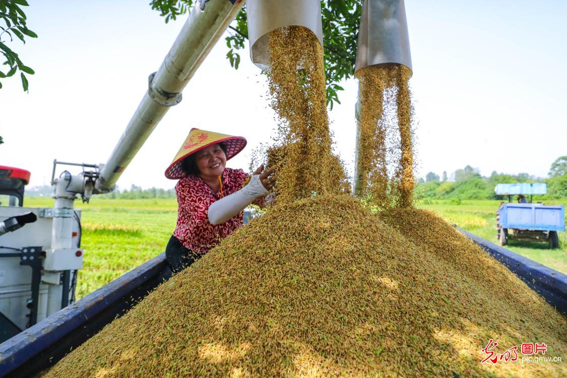 Harvest season in early autumn: Busy farmers in Xinyang, Central China's Henan Province, collect 141,000 acres of rice