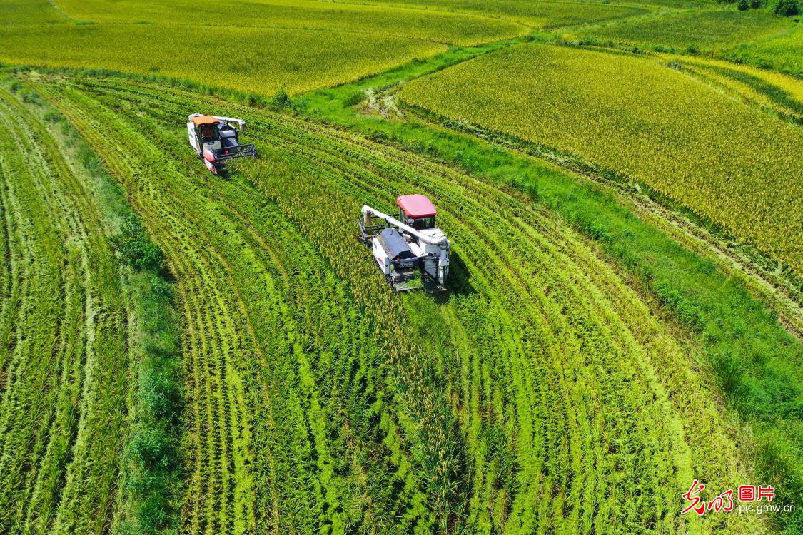 Harvest season in early autumn: Busy farmers in Xinyang, Central China's Henan Province, collect 141,000 acres of rice