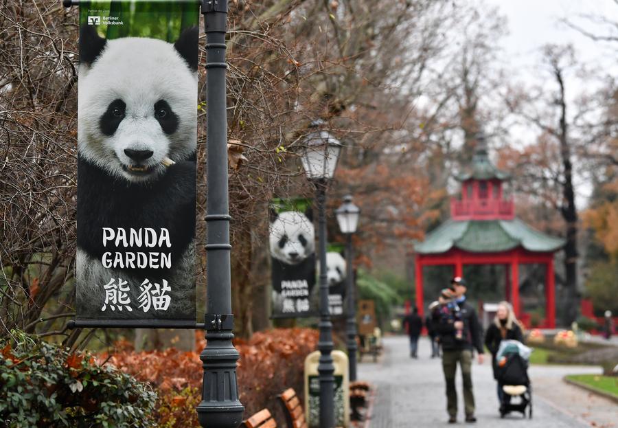 A double blessing: twin panda cubs bring joy to Berlin