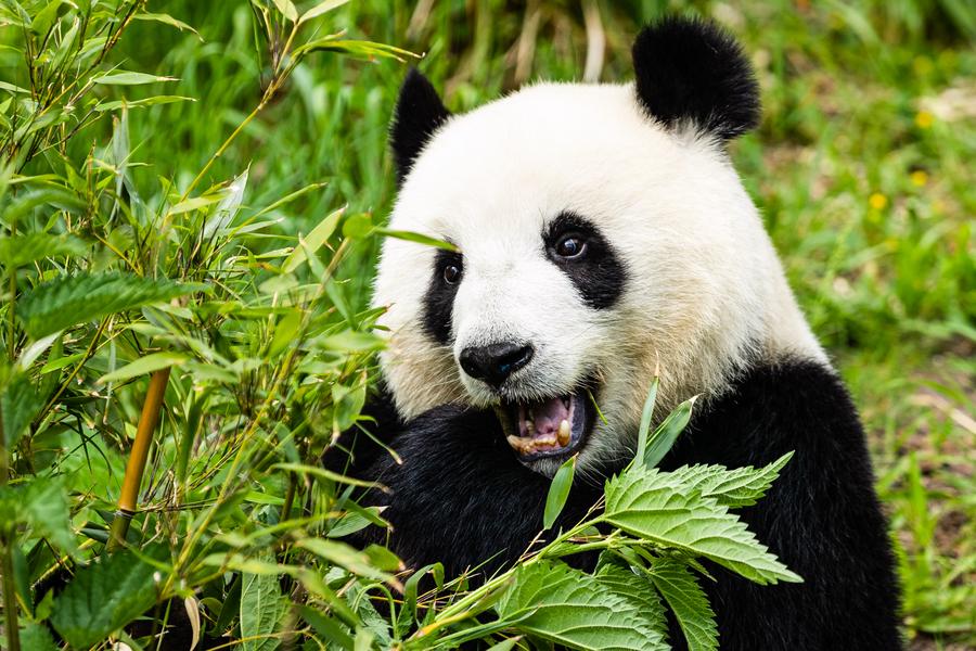 A double blessing: twin panda cubs bring joy to Berlin