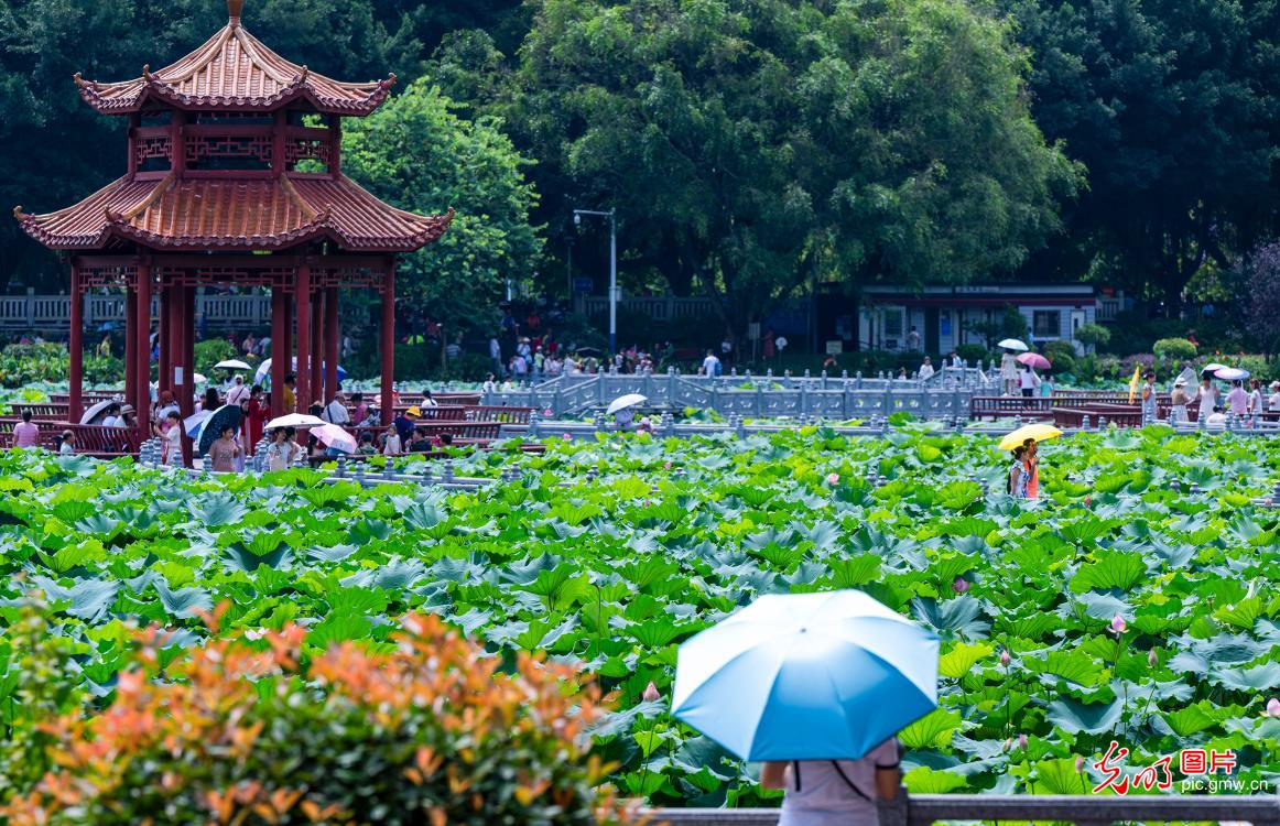 Fragrance of lotus flowers attract viewers across China