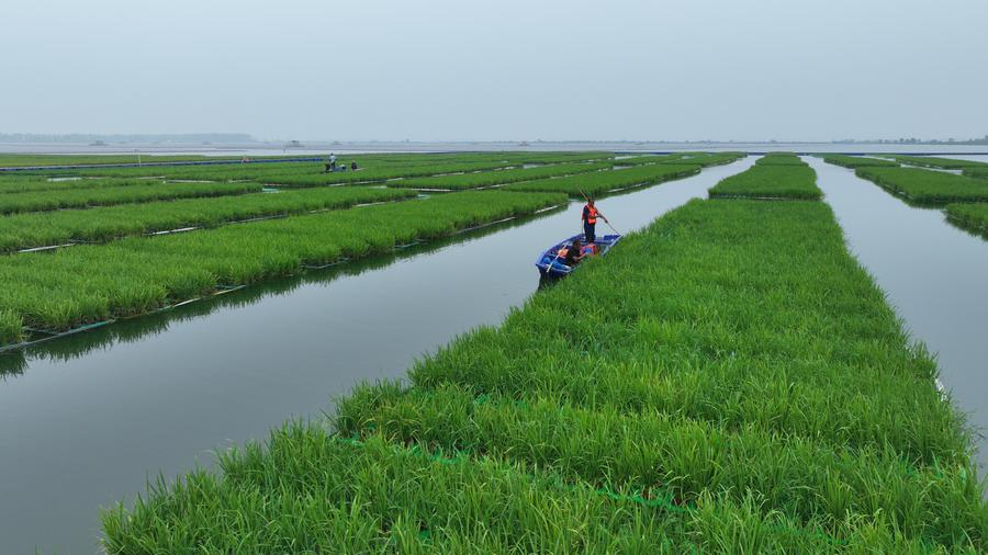 China plants rice in coal-mining subsidence area