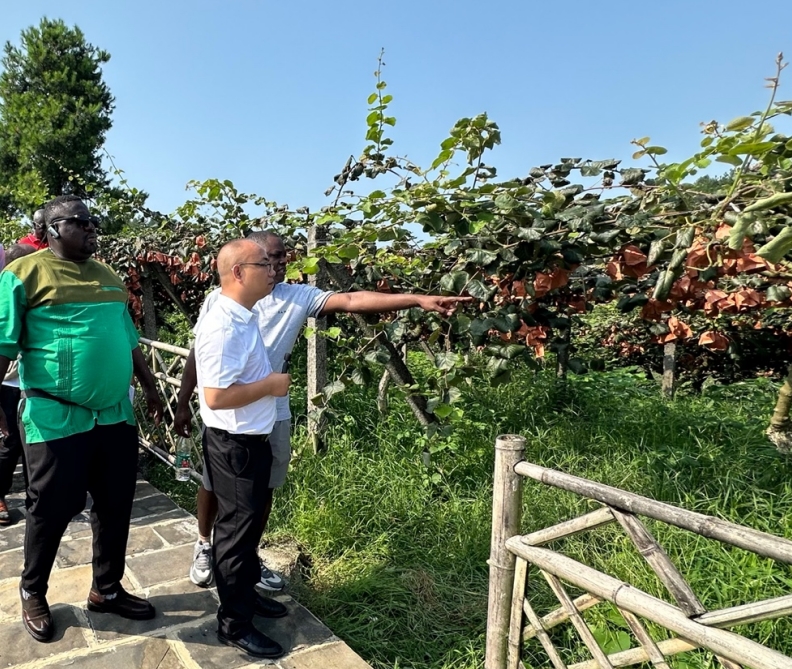 African media people visit kiwi fruit and pomelo planting base in C China's Hunan