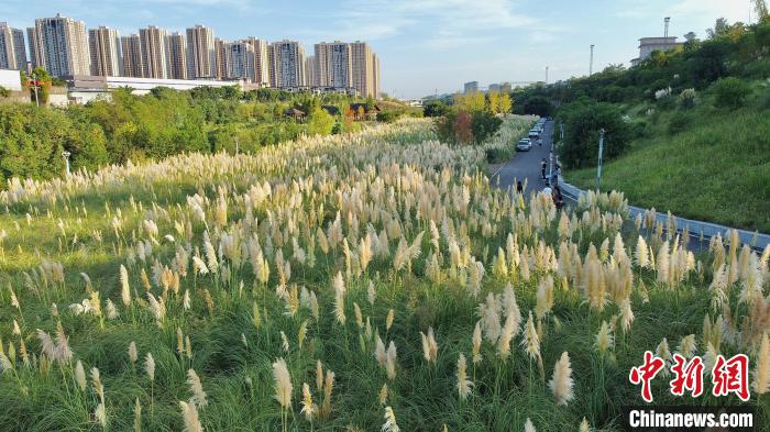 Citizens attracted by scenery of reed in SW China’s Chongqing