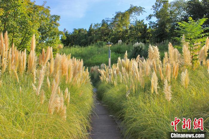 Citizens attracted by scenery of reed in SW China’s Chongqing