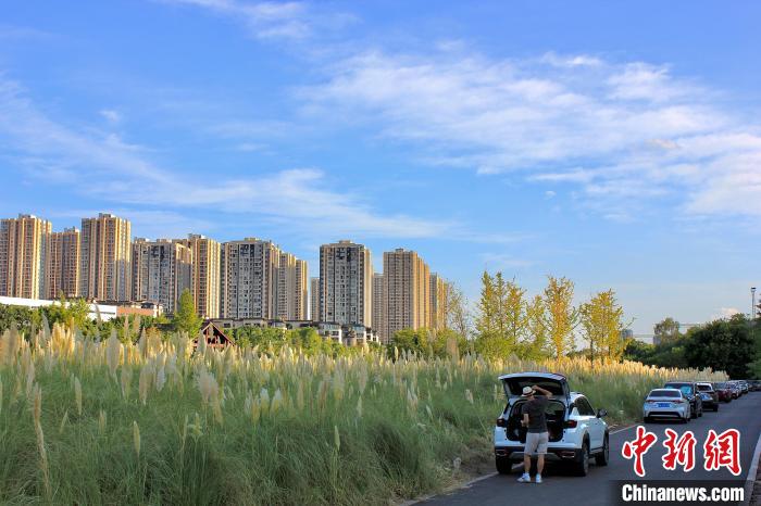 Citizens attracted by scenery of reed in SW China’s Chongqing