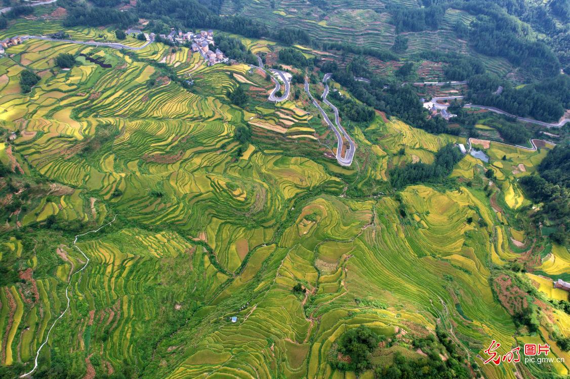 Terrace field in SW China's Chongqing