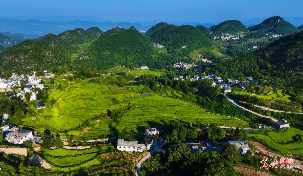 Fragrant terraced rice fields in SW China’s Chongqing