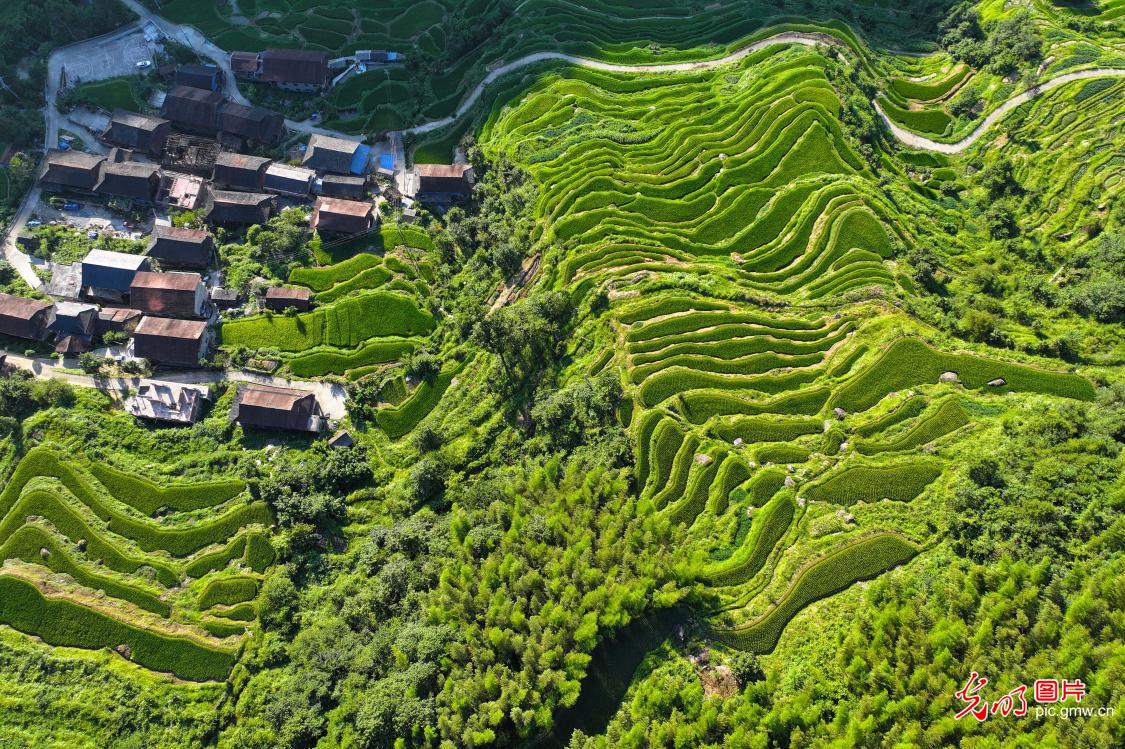 Terraced rice fields await harvest in C China’s Hunan