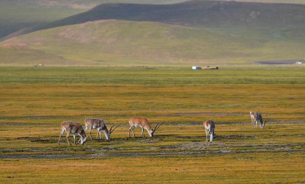 Over 300 cultural relic sites newly found in China's Xizang