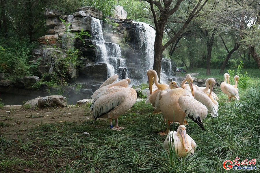 In pics: Diverse wildlife species in Beijing Wildlife Park