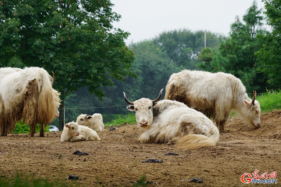 In pics: Diverse wildlife species in Beijing Wildlife Park