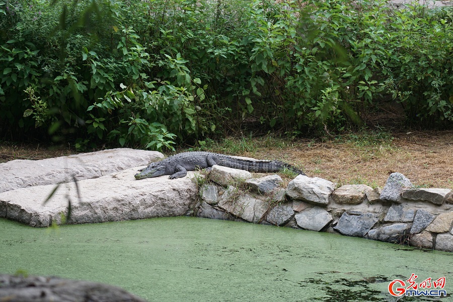 In pics: Diverse wildlife species in Beijing Wildlife Park