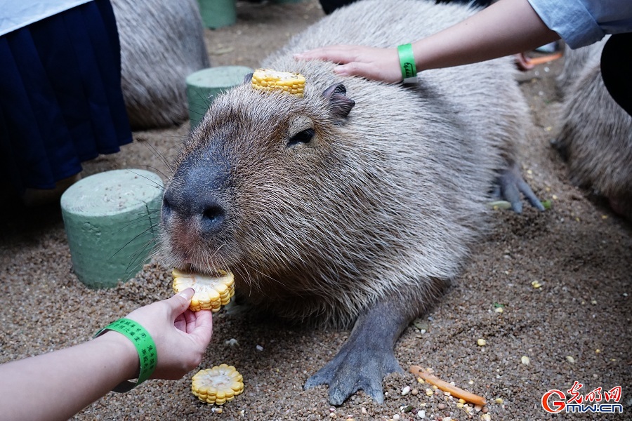 In pics: Diverse wildlife species in Beijing Wildlife Park