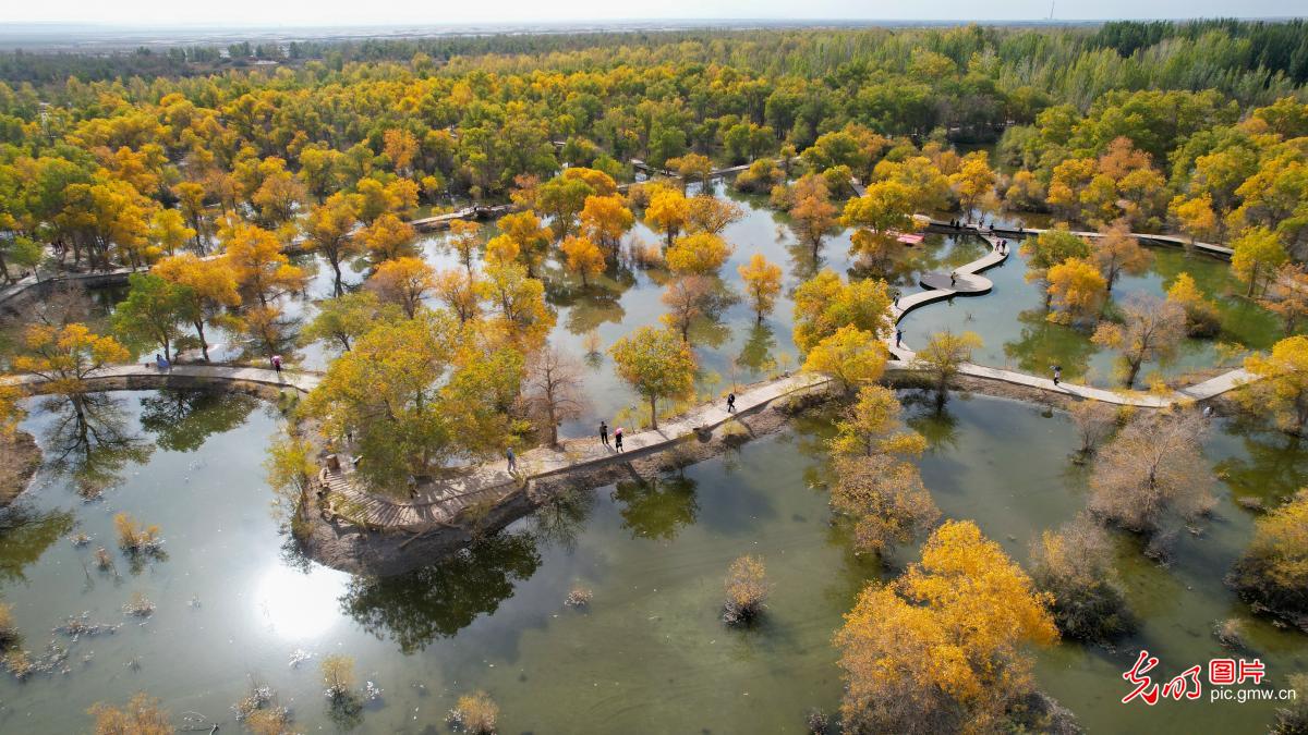 Desert poplar attract tourists in NW China