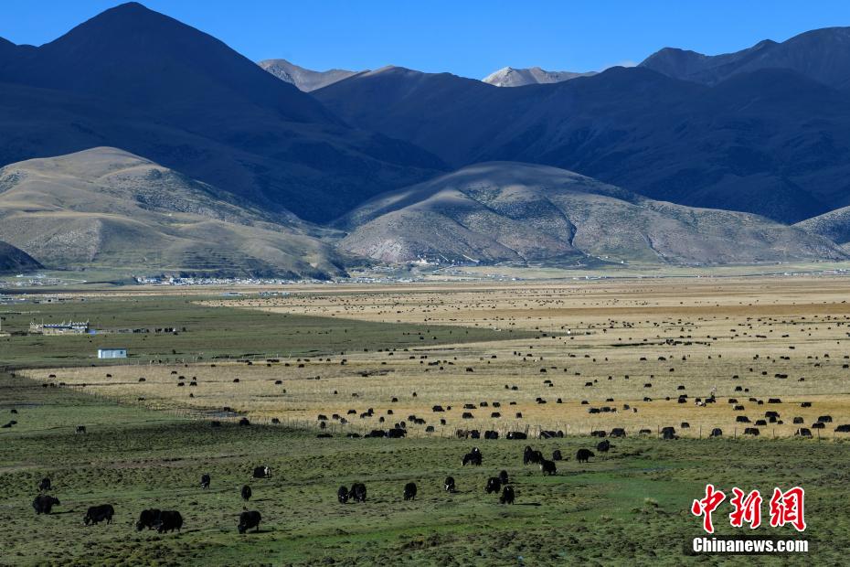 Autumn scenery of northern Xizang grassland