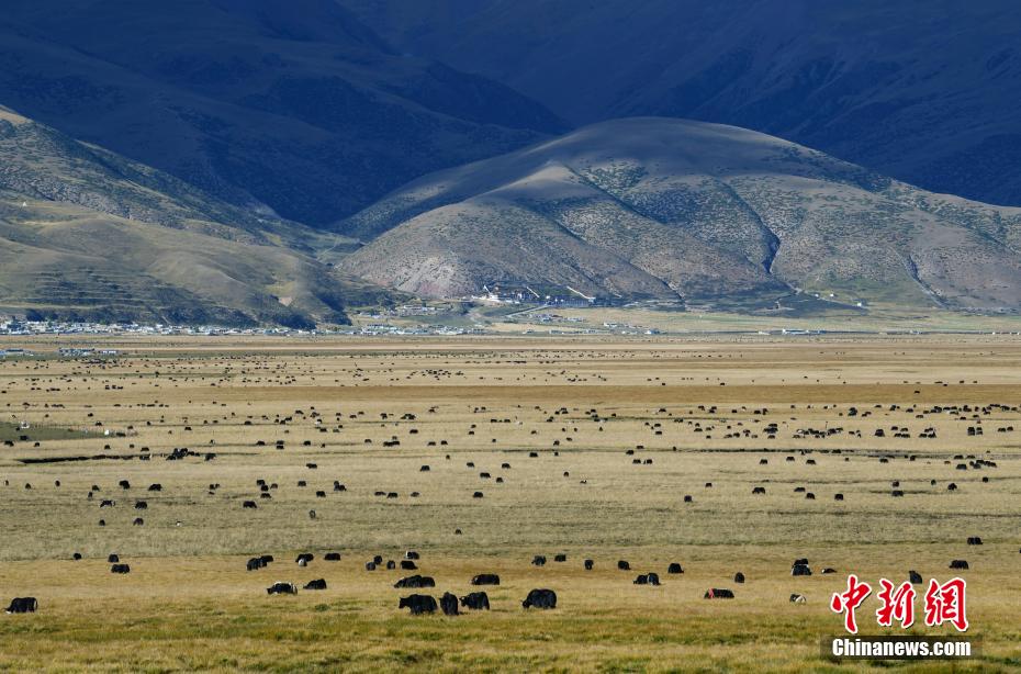 Autumn scenery of northern Xizang grassland