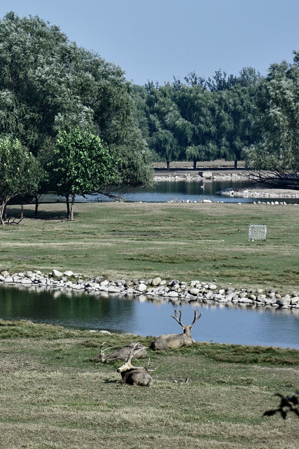 Reindeer roaming in protected areas at Nanhaizi Park