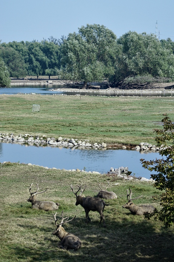 Reindeer roaming in protected areas at Nanhaizi Park