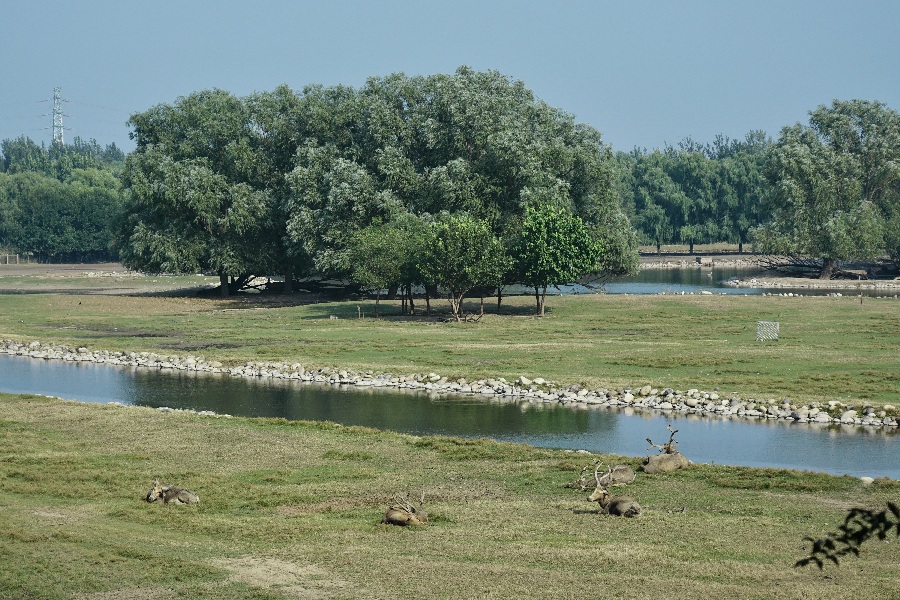 Reindeer roaming in protected areas at Nanhaizi Park