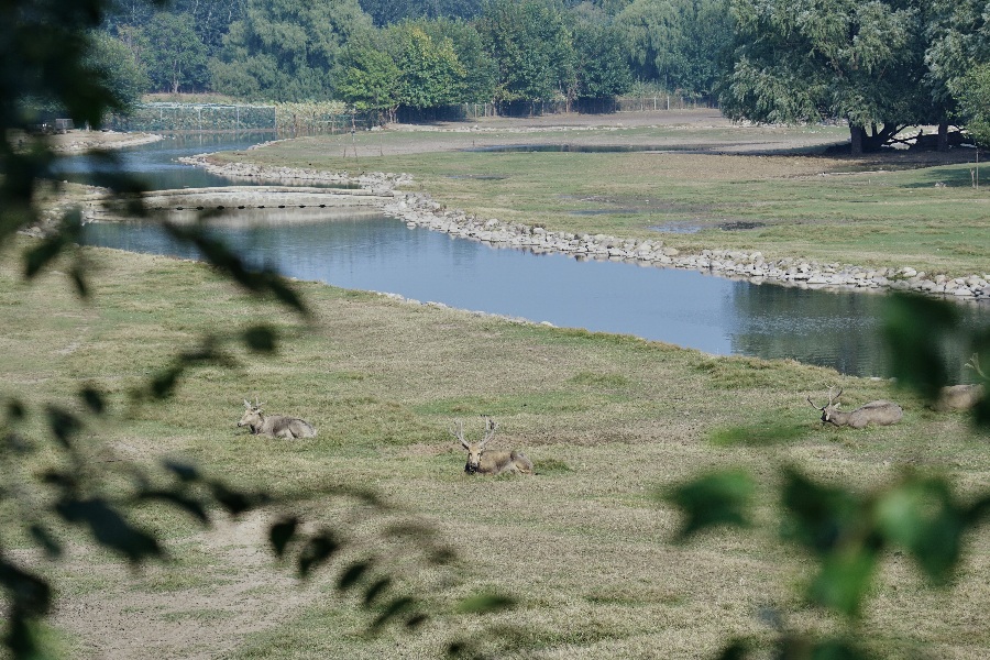 Reindeer roaming in protected areas at Nanhaizi Park