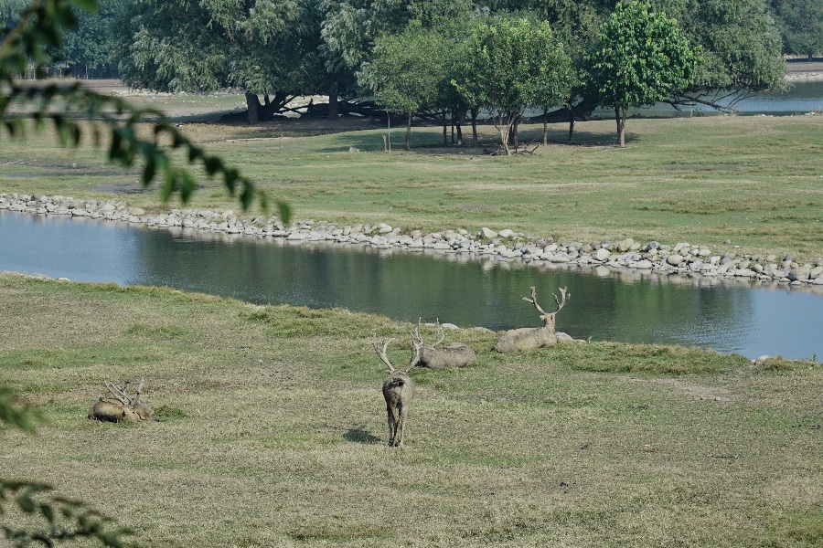 Reindeer roaming in protected areas at Nanhaizi Park