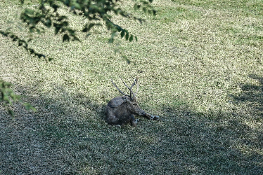 Reindeer roaming in protected areas at Nanhaizi Park