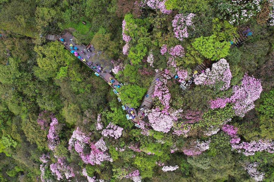 Mount Fanjing in southwest China inscribed in IUCN Green List