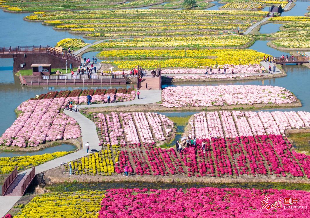 Chrysanthemums bloom in E China's Jiangsu