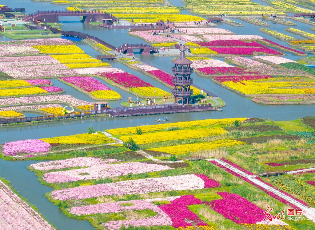 Chrysanthemums bloom in E China's Jiangsu