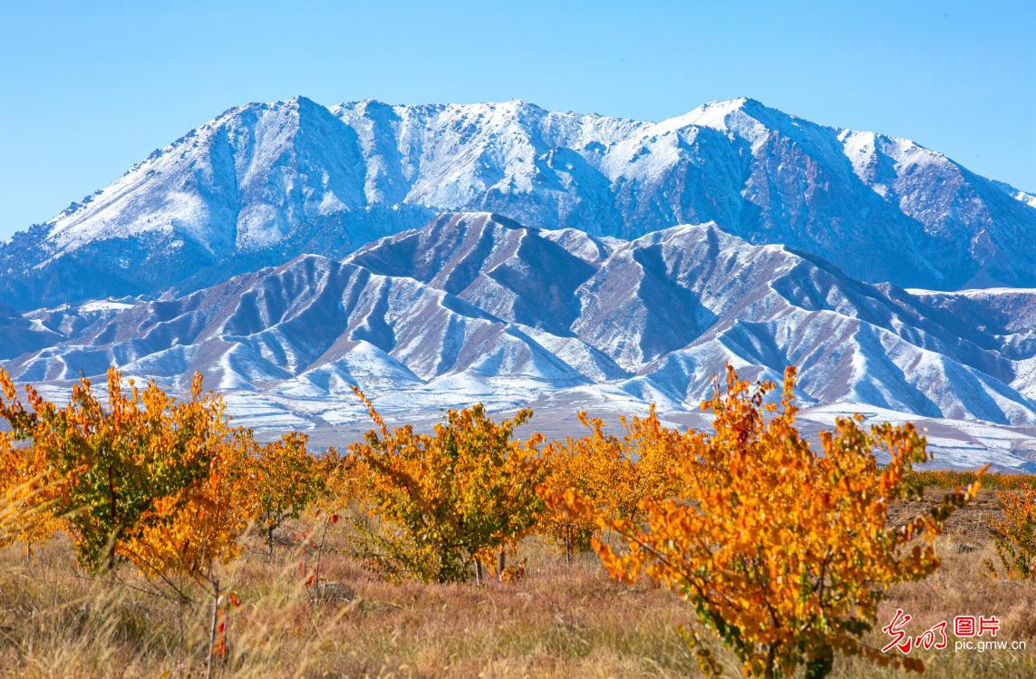 In pics: Gobi apricot orchard in NW China's Gansu