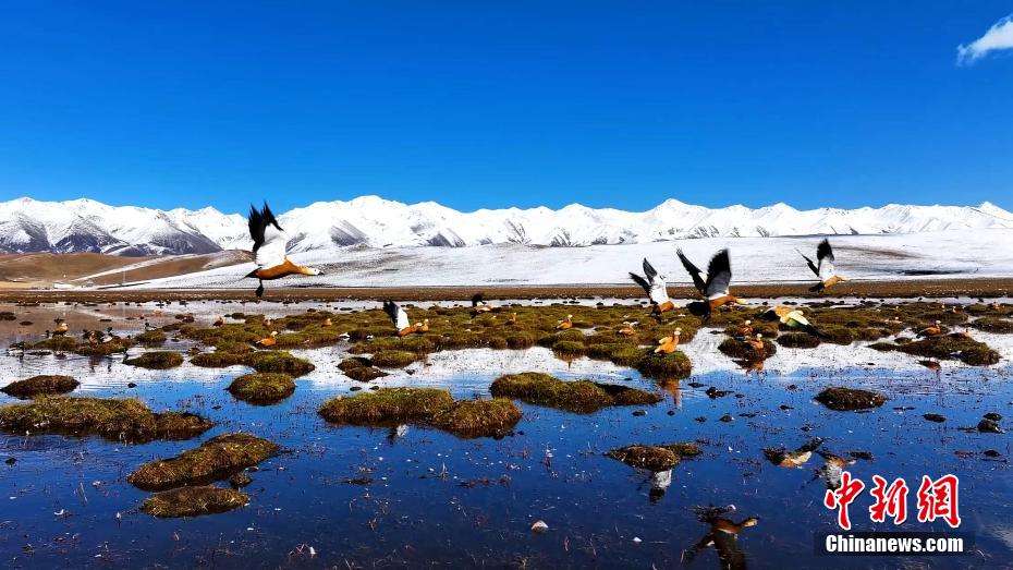 Stunning scenery of snow mountain in NW China’s Qinghai Province