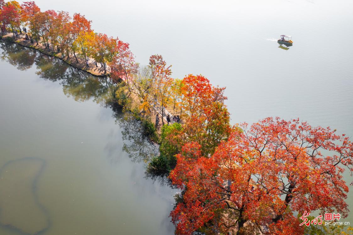 Colorful autumn in E China’s Nanjing