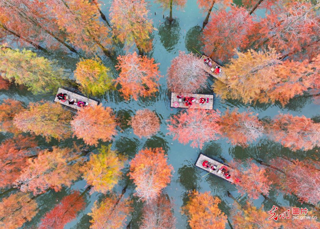 Sihong County of E China’s Jiangsu: Autumn scenery of dawn redwood forest