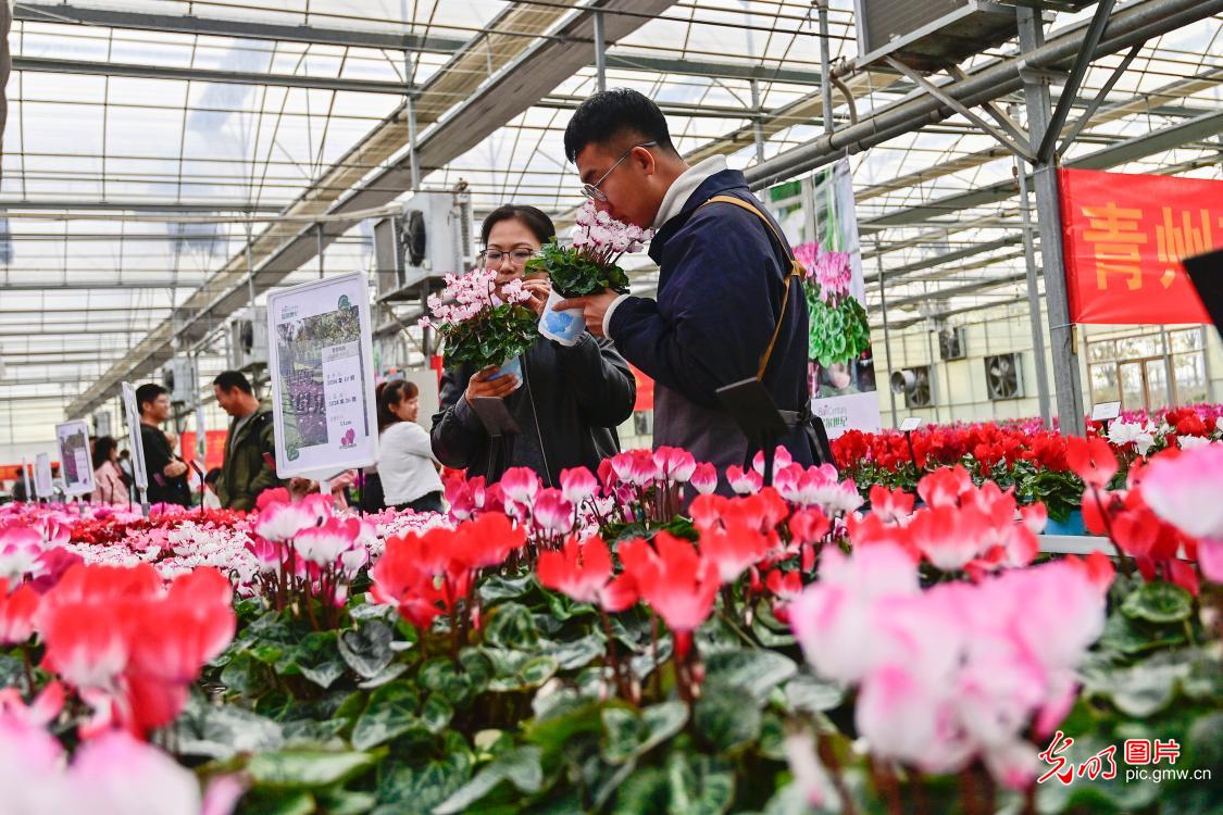 New Flower Varieties Exhibition held in Shandong