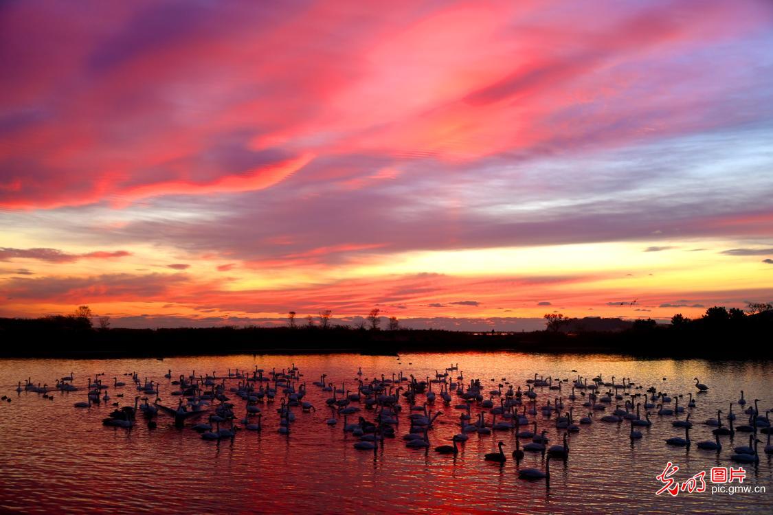 Whooper swans by the lake